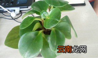 吸烟鬼的养殖方法和注意事项 吸烟鬼养护技巧和禁忌