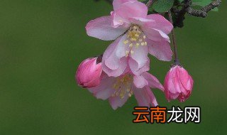 臭海棠花怎么养殖方法 臭海棠花养殖的流程