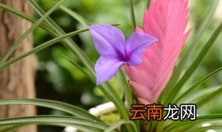 紫花凤梨的养殖方法 紫花凤梨如何养殖长得好呢