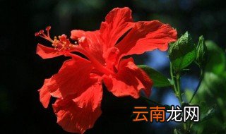 朱槿的养殖方法 朱槿正确养殖方法