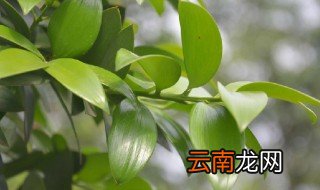 竹柏的养殖方法 竹柏养护教程