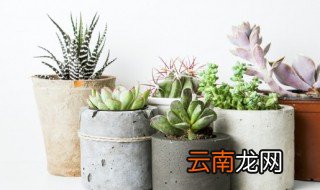 夏天怎么养多肉 夏天养多肉的注意事项