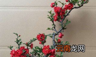 盆景海棠的养殖方法 关于盆景海棠花养殖方法简介