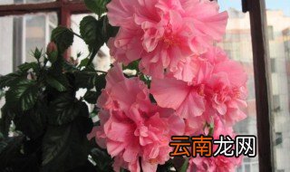 木菊花的养殖方法扦插 扦插木菊花的方法介绍