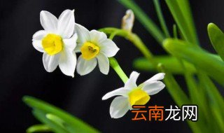 南美水仙的养殖方法 如何养殖南美水仙