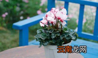 仙鹤来花的养殖方法 如何养殖仙鹤来