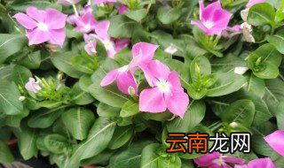 长春花的养殖方法 如何养殖长春花
