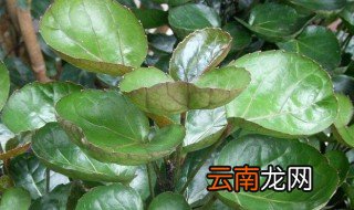 圆叶福禄桐的养殖方法 如何养殖圆叶福禄桐