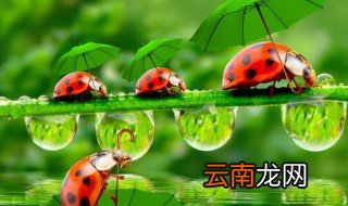 哪些昆虫属于益虫 关于益虫的介绍