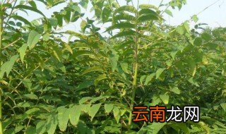 香椿枝条扦插繁殖方法 香椿枝条如何扦插繁殖