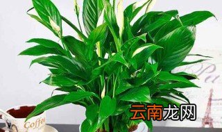 一帆风顺怎么水培 水养一帆风顺的养殖方法