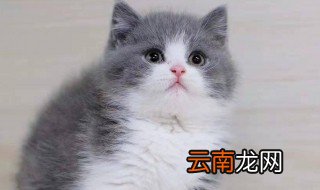 英短怎么养 养英短猫有哪些注意事项