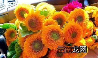 玩具熊向日葵种植方法 关于玩具熊向日葵种植方法