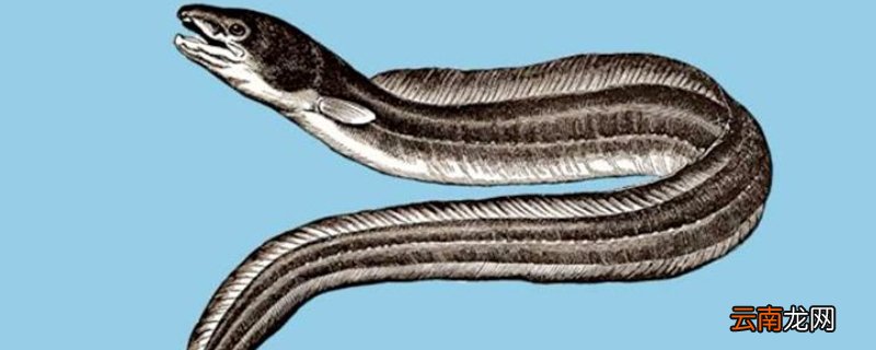 电鳗是什么意思