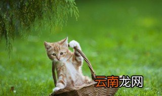 猫咪不吃猫粮可以吗 猫咪不吃猫粮行不行