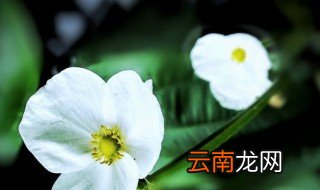什么是立夏无雨 立夏无雨介绍