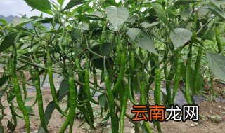 大棚尖辣椒种植时间及方法 大棚辣椒具体种植方法