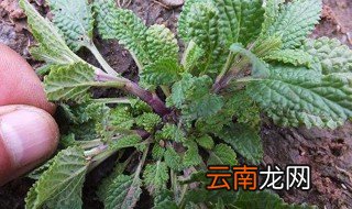 癞蛤蟆草的功效是什么 癞蛤蟆草的功效与作用