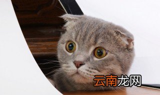 猫光吃猫粮可以吗 猫光吃猫粮行不行