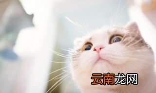 猫可以换猫粮吃吗 猫能不能换猫粮吃