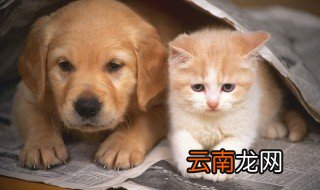成猫吃幼猫粮吗 成猫能不能吃幼猫粮