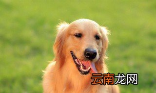 新手养狗入门必备攻略 新手养狗知识分享