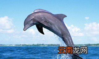 岸上怎么练海豚腿 原来是这样练的