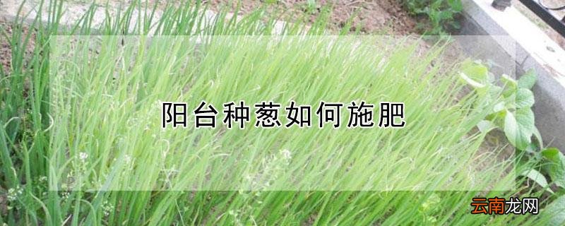 阳台种葱如何施肥