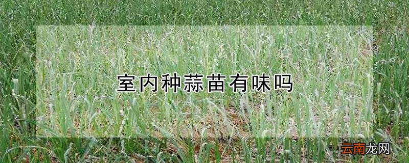 室内种蒜苗有味吗