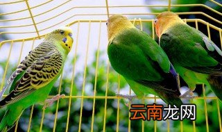鹦鹉会说话吗 鹦鹉会不会说话