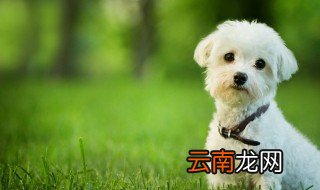 养贵宾犬对人的危害 养贵宾犬要注意的事情