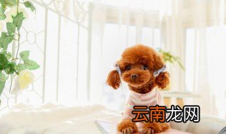 为什么泰迪是最流氓的狗 泰迪是为什么最流氓的狗介绍