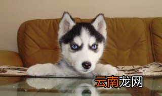 哈士奇怎么训练 哈士奇训练方法