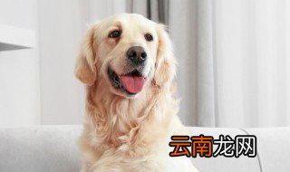 狗粮泡多久给小狗吃 狗粮泡什么时间给小狗吃