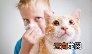 猫能吃奶油吗 猫能不能吃奶油