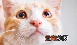给猫洗澡要注意事项 给猫洗澡要注意哪些事项