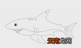 怎么画鲨鱼 鲨鱼简笔画教程