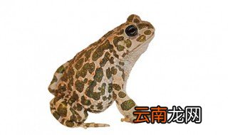 蟾蜍油的制作方法 蟾蜍油是什么