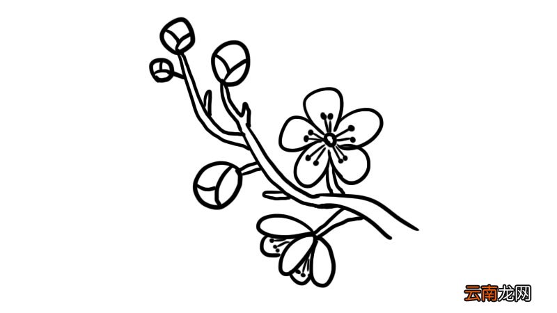 武汉樱花简笔画怎么画武汉樱花简笔画画法
