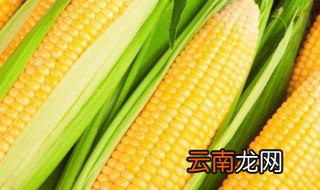 玉米是单子叶植物为什么还有胚乳 玉米功效作用