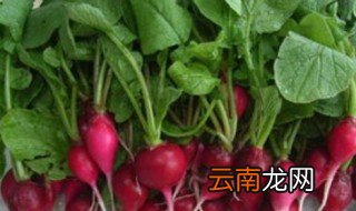萝卜叶腌制方法 萝卜叶的功效与作用