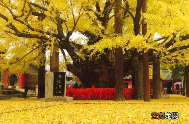 山东有一棵银杏树，已活了4000年，有12层楼一样高，您见过吗