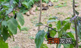 茄子的养殖方法大全 茄子如何养殖