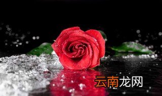 一束玫瑰花照相技巧 一束玫瑰花照相技巧介绍