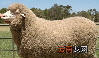 美利奴羊毛是什么意思 美利奴羊毛介绍