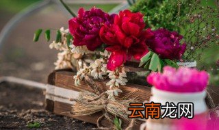 什么花放在卧室可以净化空气 放在卧室可以净化空气的植物