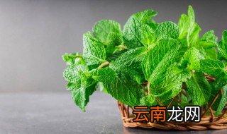 哪种花草驱蚊虫 驱蚊虫的花草有什么