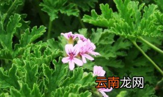 驱蚊草怎么过冬 驱蚊草如何过冬