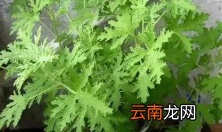 如何修剪我的驱蚊草 修剪驱蚊草的方法