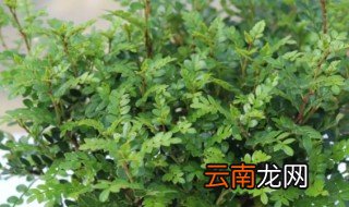 驱蚊虫的花草有哪些 驱蚊虫的花草有什么